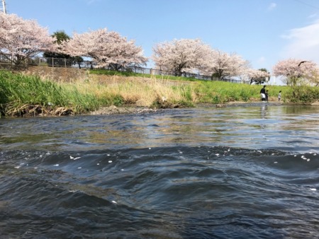 Cherry blossoms at Hikijigawa Shinsui park in Fujisawa city