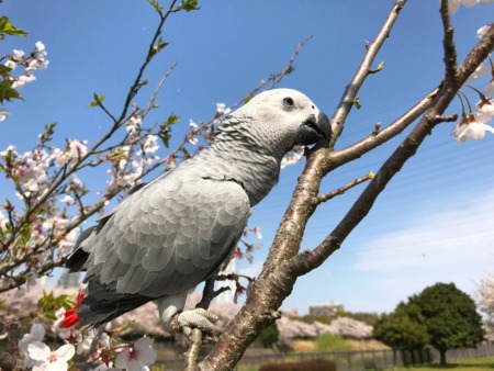 Cherry blossoms and African Gray Parrot at Hikijigawa Shinsui park in Fujisawa city