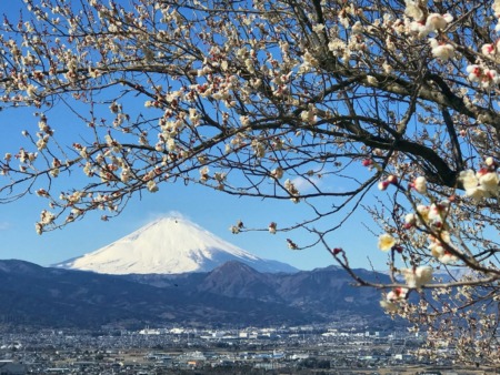 Plum and Mt.Fuji in Soga,Japan