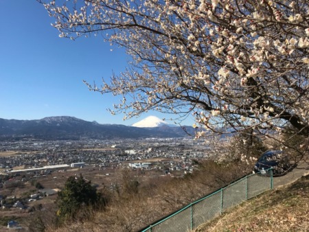 Plum and Mt.Fuji in Soga,Japan