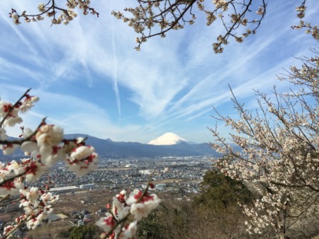 Plum and Mt.Fuji in Soga,Japan