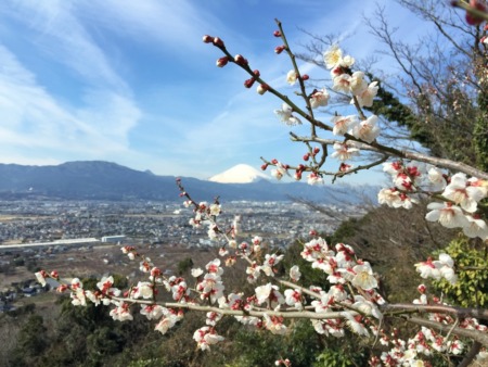 Plum and Mt.Fuji in Soga,Japan