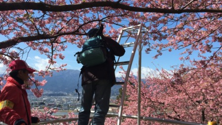 Matsuda Cherry Blossom Festival 2015