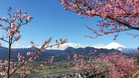 Matsuda Cherry Blossom Festival 2015