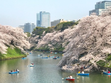 Cherry blossoms at Chidorigafuchi-ryokudo Walkway 