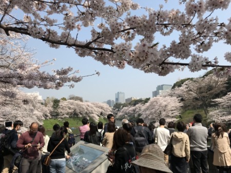 Cherry blossoms at Chidorigafuchi-ryokudo Walkway 