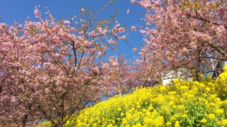 Cherry blossom and Mt.Fuji