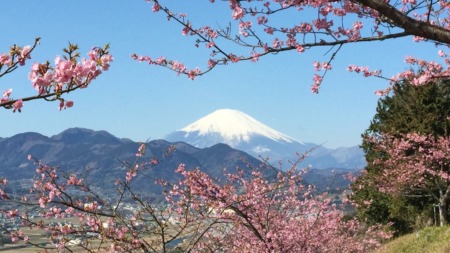 Cherry blossom and Mt.Fuji