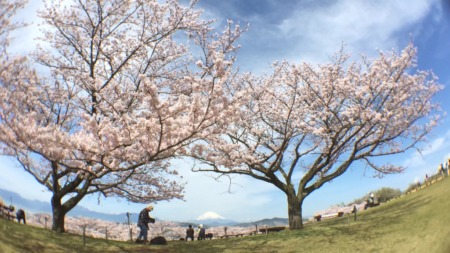 Cherry blossoms in Azumayama park