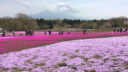 Fuji Shibazakura festival2016