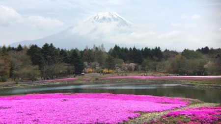 Fuji Shibazakura festival2016