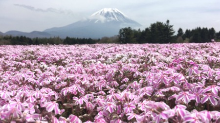 Fuji Shibazakura festival2016