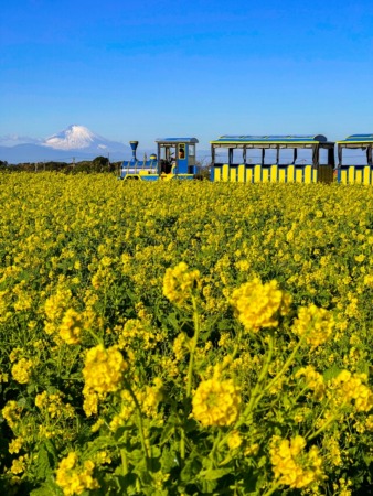 Rape blossoms and Mount Fuji in Nagai Uminote Koen park