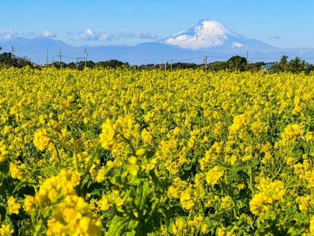 Rape blossoms and Mount Fuji in Nagai Uminote Koen park