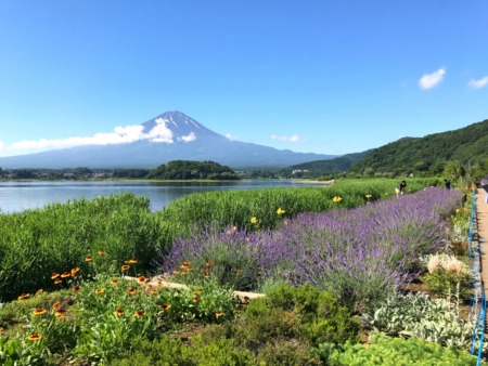 Kawaguchiko herb festival