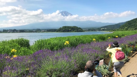 Kawaguchiko herb festival