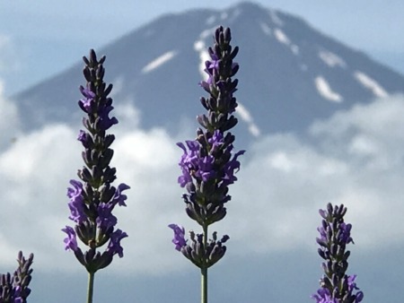 Kawaguchiko herb festival