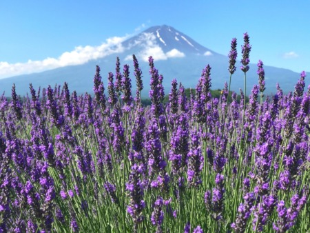 Kawaguchiko herb festival