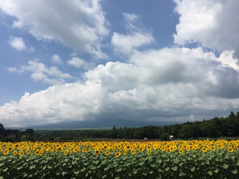 Hanano Miyako Koen park