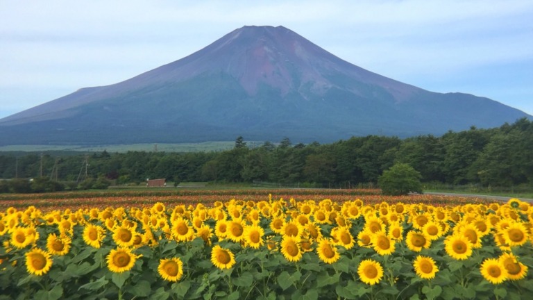 Mt.Fuji and Hanano Miyako Koen park