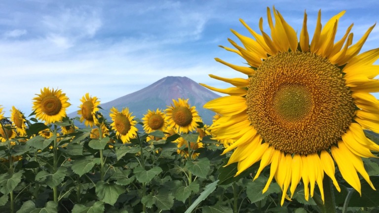 Mt.Fuji and Hanano Miyako Koen park