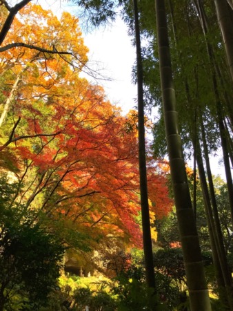 Autumn leaves at houkokuji temple in kamakura