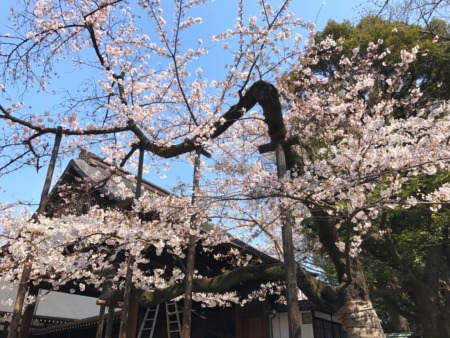 Cherry blossoms at Nogakudo in Yasukuni shrine