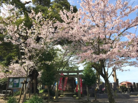 Cherry blossoms at Hanei Inari Daimyojin at Komyoji temple in Kamakura
