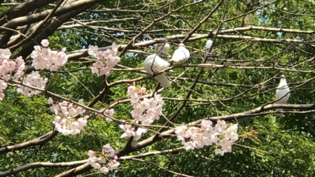 Dove cote in Yasukuni shrine