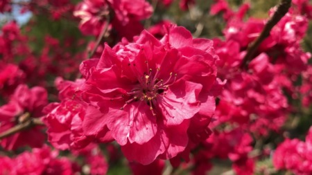 Cherry blossoms at Shiba koen park in Tokyo