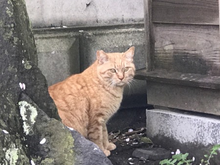 Cat at Komyoji temple in Kamakura