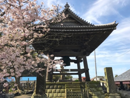 Shoro(belfry) and cherry blossoms at Komyoji temple in Kamakura