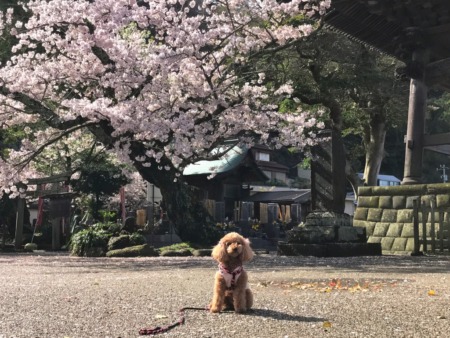 Toy poodle and cherry blossoms at Komyoji temple in Kamakura