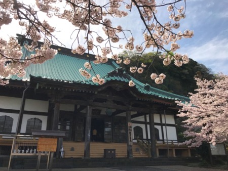 Daido(main temple) and cherry blossoms at Komyoji temple in Kamakura