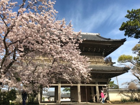 Sanmon gate and cherry blossoms at Komyoji temple in Kamakura