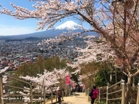 Cherry blossoms,Mt.Fuji at Arakurayama Sengen Park