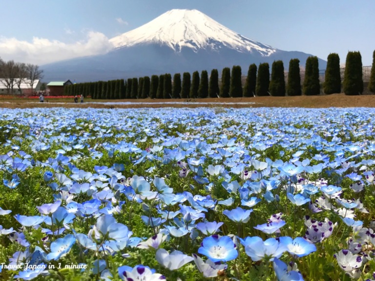 Nemophila at Hanano Miyako Koen park