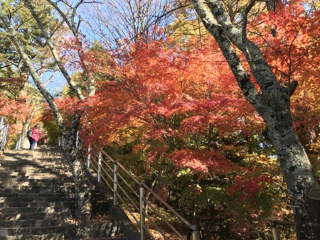 Autumn leaves in Arakurayama Sengen Park