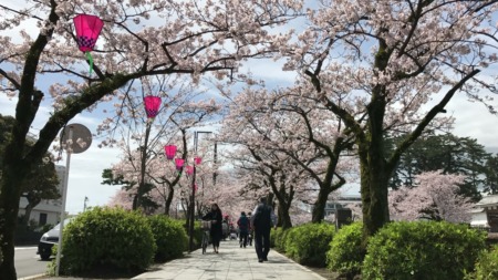 Cherry‐tree‐lined path along the moat of Odawara castle