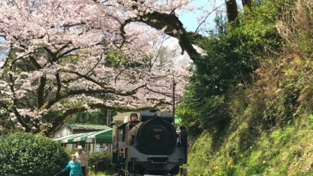 Cherry blossoms in Odawara castle park