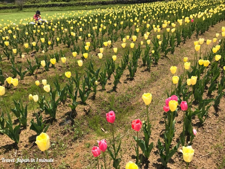 Tulips at Hanano Miyako Koen park