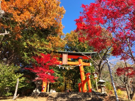 Autumn leaves and Torii gate in Arakurayama Sengen Park