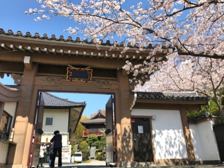 Sanmon gate and cherry blossoms at Ofuna Kannon-ji temple