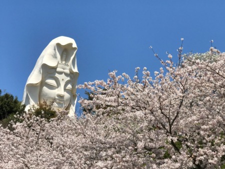 Ofuna Kannon and cherry blossoms