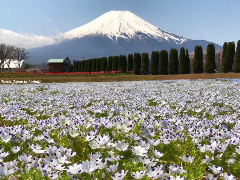 Nemophila at Hanano Miyako Koen park