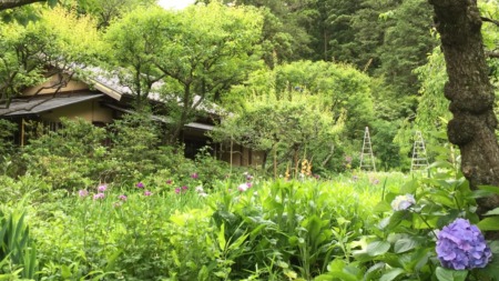Iris garden at Tokeiji temple in Kamakura
