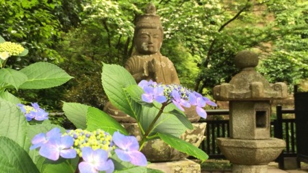 Hydrangea at Tokeiji temple in Kamakura