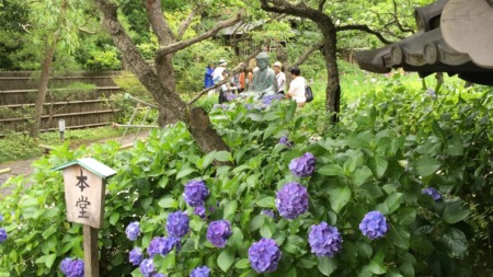 Hydrangea at Tokeiji temple in Kamakura