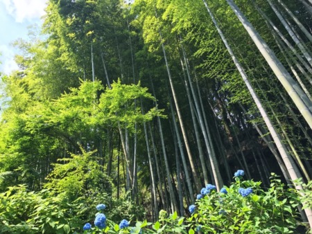 hydrangea and bamboo forest at Meigetsuin in Kamakura