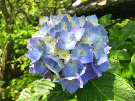 Hydrangea at Tokeiji temple in Kamakura